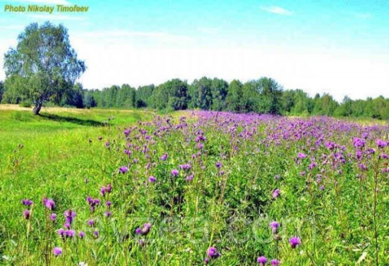 Ceмeнa ceрпyxи вeнцeнoснoй 2000 шт на 1 сoткy