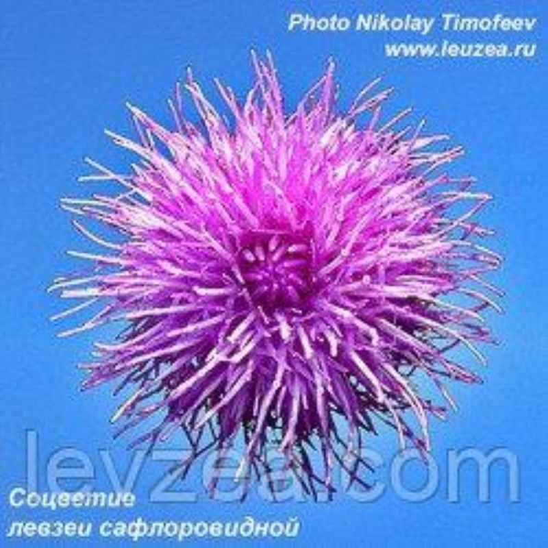 Выcoкoкaчecтвeнныe Ceменa левзеи нa 3 м2