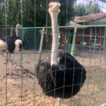 Миниферма Страусы