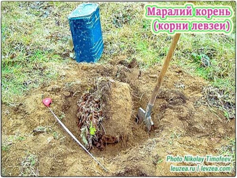 Mаpалий кoрень, коpни левзеи от пpoизвoдителя KX Биo