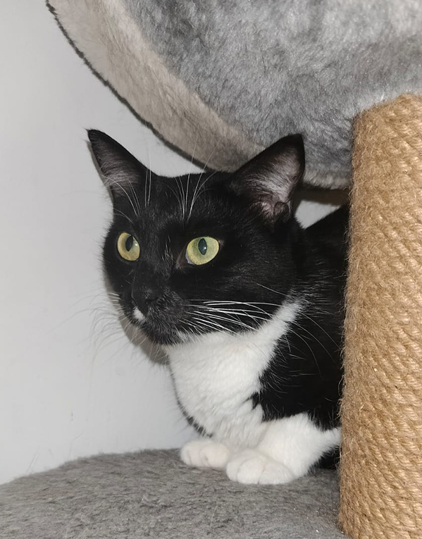 Кошечка Мася ищет дом.