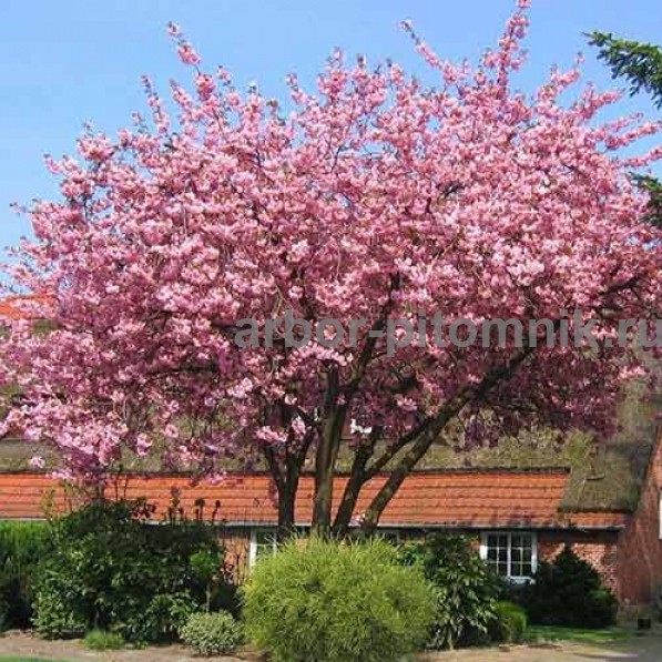 Сакура вишня японская декоративная в горшках для посадки купить в Москве