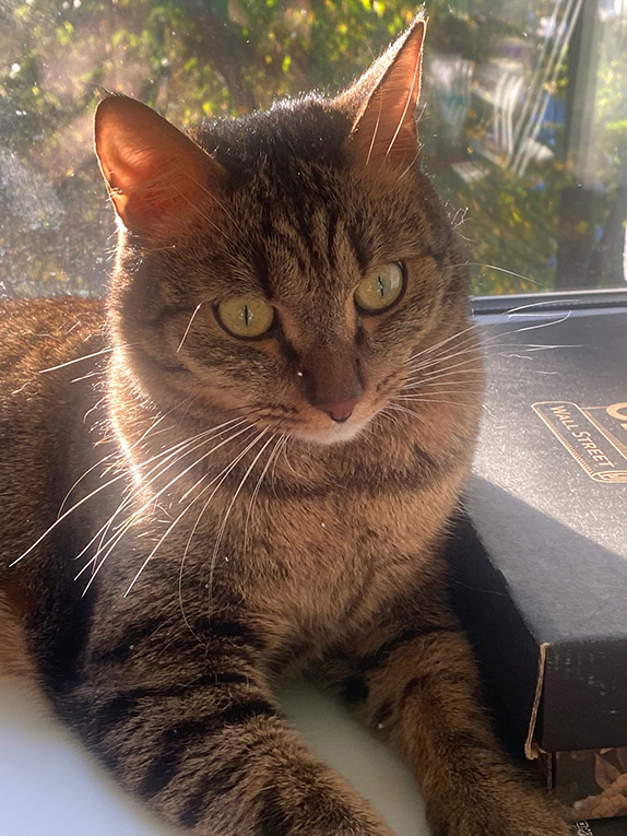 Американский рингтэйл Ирискин в дар