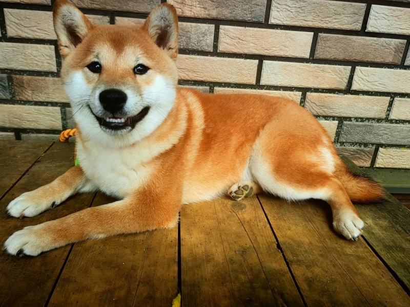 Щенок Сиба мальчик