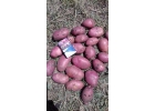 Картофель