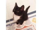 Чудесный котенок в добрые руки