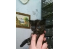 Отдадим трехцветную кошечку