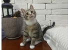 Котенок-подросток Котя, веселый обаятельный разбойник в добрые руки