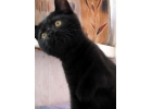 Британские черные котята из питомника VIVIAN.