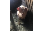 Продам оптом семью свиней на развод 43 шт.